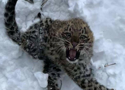 Маленькие леопарды получили имена по названиям сочинских рек