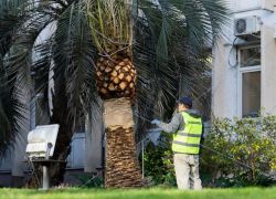 80 новых пальм высадят на центральной улице Сочи 