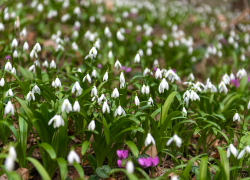 Не  губите первоцвет