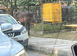 «Хозяину глубоко плевать»: истощенная лошадь бродит по улицам Сочи
