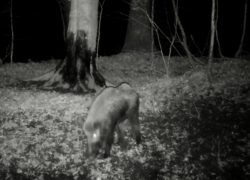 Камера видеонаблюдения запечатлела ночную прогулку кабана в Национальном парке Сочи