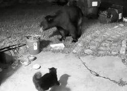 Домашний кот напугал дикого медведя в Сочи 