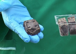 В Национальном парке начали вакцинацию  диких   животных от бешенства 