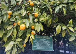  В Сочи на «Дереве дружбы» поспели мандарины, лимоны и грепфрукты
