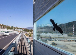 На Обходе Адлера установили силуэты хищных птиц