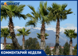 В Сочинском нацпарке объяснили, почему сухие пальмовые листья не срезаются 