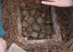 В Сочи займутся восстановлением популяции сухопутной черепахи
