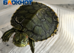 В Сочи стали продавать куриное мясо под видом черепашьего