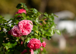 В парке Сочи высадили 6 тысяч кустов роз