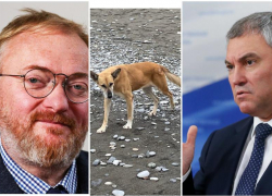 Ситуация с нападением собак в Сочи и Ставрополе вызвала споры в ГосДуме РФ