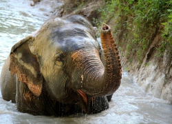 Слоны-туристы едут на отдых в Сочи