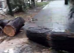  В Сочи так и валяется дерево, которое убило человека