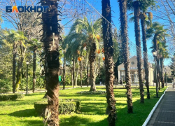  Более 8 тысяч растений высадили в Сочи в 2023 году