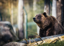 Сочинцы все чаще встречают медведей в людных местах