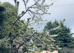 Доброе утро, Сочи 