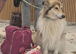 Первые сертифицированные pet-friendly отели появились в горах Сочи