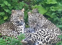 Двух котят леопарда выпустят на волю из сочинского заповедника 