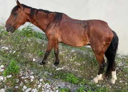 Больную лошадь из проката бросили умирать у обочины в Сочи