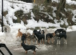Жители окрестных сел самостоятельно решают проблему бродячих собак