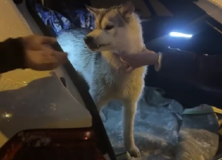 Волк, сбитый «Ласточкой» в Сочи, оказался хаски