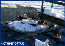 Серая шейка: в Кавказском заповеднике дети изучили мир водоплавающих птиц