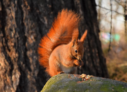Белочки как фотомодели