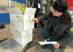 Первую партию мимозы в 120 килограмм оформили таможенники Сочи