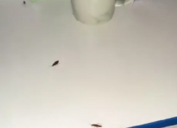 Сочинцы пожаловались на тараканов, которые одолели больницу