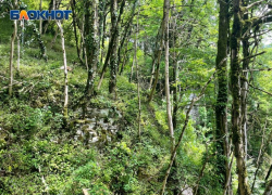 Сотрудники МЧС спасли пять туристов в Сочи 