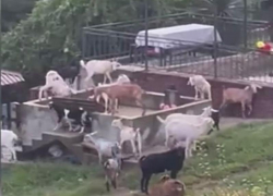 Трупы животных, крысы и перекрытый проезд: жители Сочи организовали козью ферму около кладбища