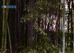 В сочинском дендрарии начали вырубку единственной в России бамбуковой плантации