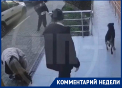 В приют поместили собаку, напавшую на девочку в Сочи