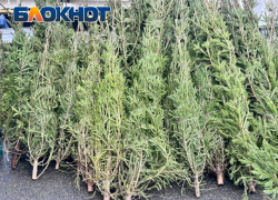 Почти в два раза меньше елей сдали на переработку жители Сочи в 2026 году