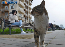 Туристы все чаще берут с собой на отдых в Сочи животных