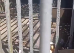 Без воды и еды: в санатории Абхазии умирает медвежонок, заточенный в ржавую клетку 