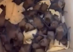 306 летучих мышей из квартиры Ростова выпустят в лесу Сочи