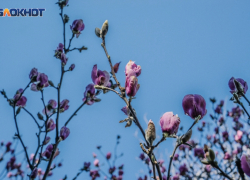 Магнолия и камелия зацвели в Сочи