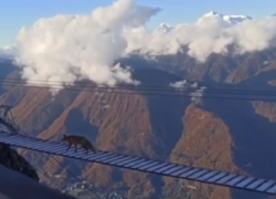 Лиса прошла по закрытому подвесному мосту в горах Сочи