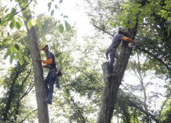 В сочинском парке ликвидировали аварийные деревья