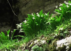 В национальном парке Сочи обнаружили новый вид подснежников 