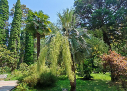 Главное ботаническое событие августа началось в парке Дендрарий Сочи