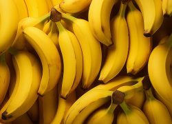 Стало известно, когда поспеют первые бананы, которые начали выращивать в Сочи