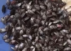 Боритесь сами!: власти Сочи отказали в помощи женщине, которая страдает от нашествия клопов в доме