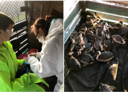 «Страусиная политика чиновников»: Сочинское географическое общество о катастрофе в Черном море