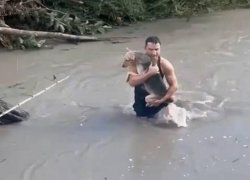 Неравнодушные мужчины спасли двух собак, оказавшихся в плену у бушующей реки в Сочи