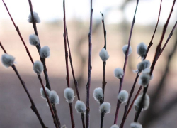 Вера Сочинцев в чудодейственную вербу 