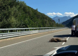 Медвежонка сбили насмерть на трассе в Сочи