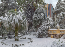 В Сочи спасают Дендропарк