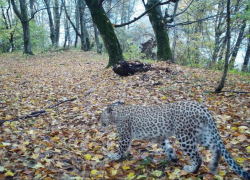 Леопард, выращенный в Сочи, осваивает Кабардино-Балкарию
