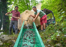 Более 7 тысяч мальков краснокнижного лосося выпустили в сочинскую реку